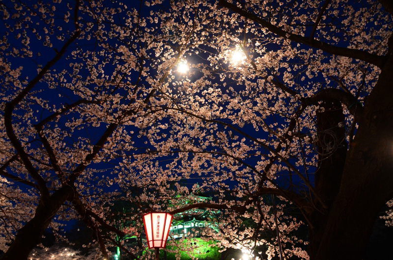 13.04.15-5夜桜